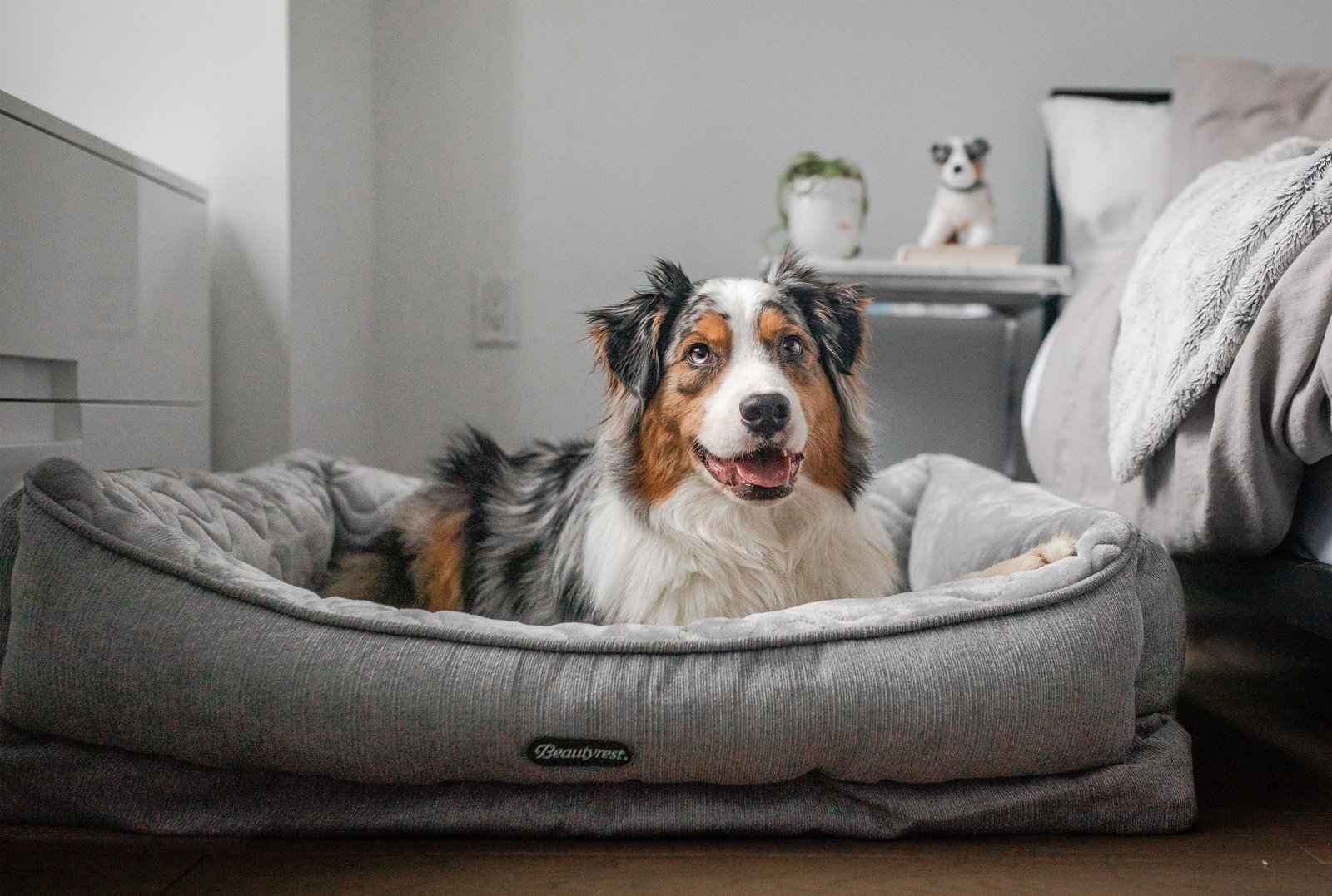Golden retriever resting on a premium NVM Pet bed in a warm home interior
